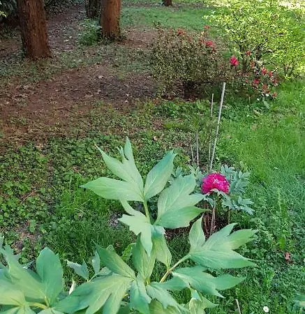 Gloria Bed & Breakfast Gallarate