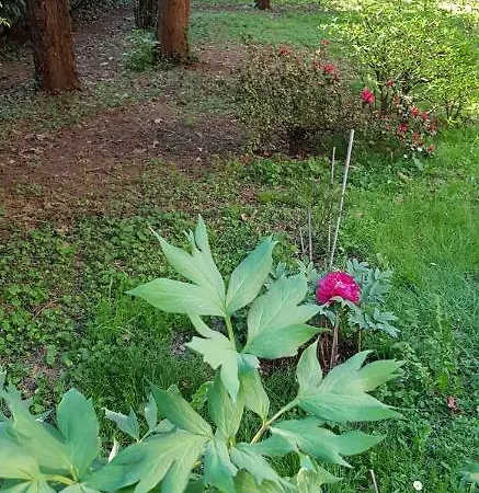 Gloria Bed & Breakfast Gallarate