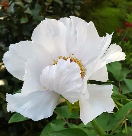 Gloria