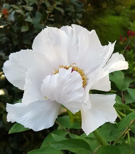 Gloria