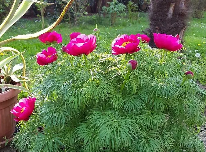 Gloria Oda ve Kahvaltı